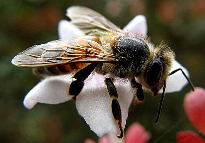 A abelha Apis mellifera que habita o Brasil, conhecida popularmente como africanizada, é resultado do cruzamento das raças europeias e africana. Apesar de serem muito defensivas, as abelhas africanizadas são ativas o ano todo, altamente produtivas e resistentes às doenças.