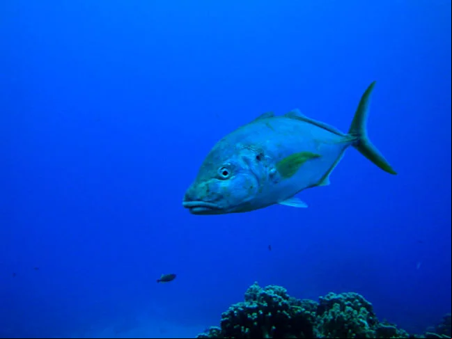 Parte da família dos peixes com maior valor comercial do mundo, o atum está correndo sérios riscos por causa das mudanças climáticas no planeta. 