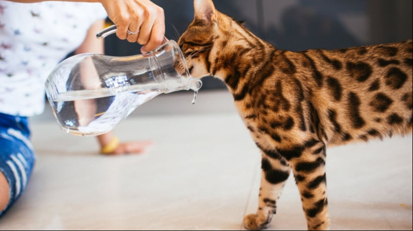 Cuidados com os pets devem ser redobrados durante os dias de calor (Imagem: pyrozhenka | Shutterstock)