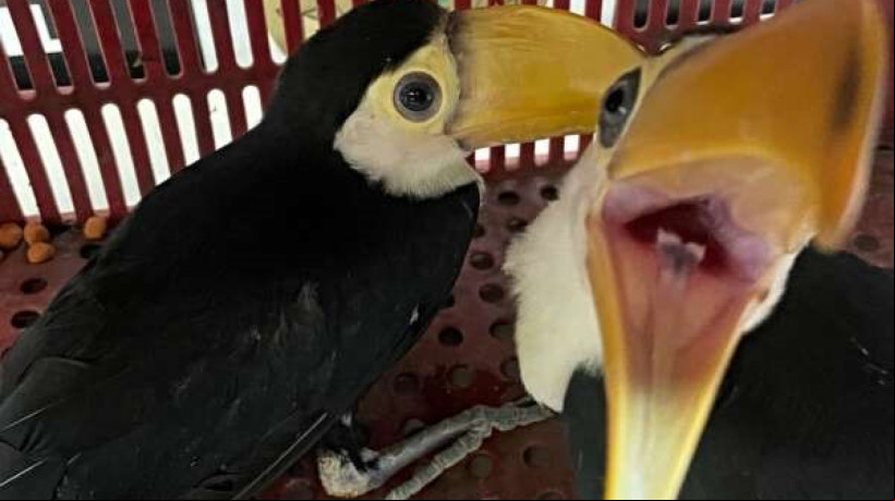 Animais estavam sendo transportados por dupla quando foram apreendidos em Fortaleza