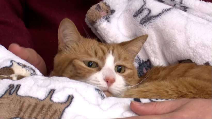 A gata Sunny-Loo perdeu-se de sua família e foi encontrada posteriormente dentro de um sofá
