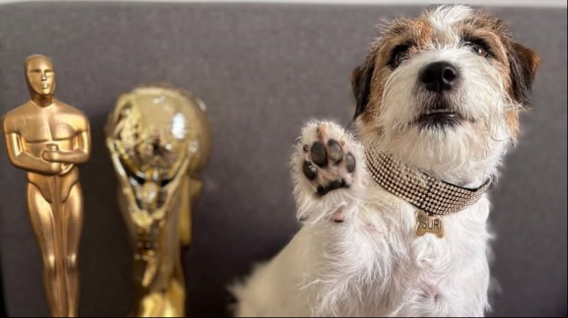 Suri, a cadelinha que interpreta Pimpão já adulto, agradeceu pelo prêmio no Oscar Canino