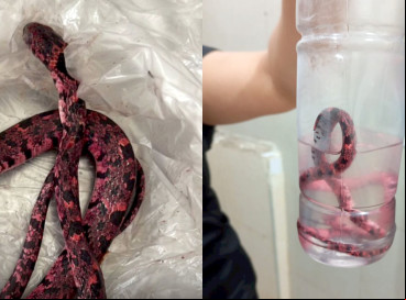 Homem alcoolizado morde cobra em Mulungú, animal não sobreviveu e foi conservada em formol no hospital
 