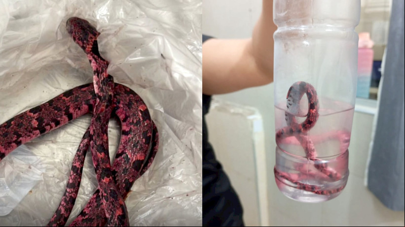 Homem alcoolizado morde cobra em Mulungú, animal não sobreviveu e foi conservada em formol no hospital