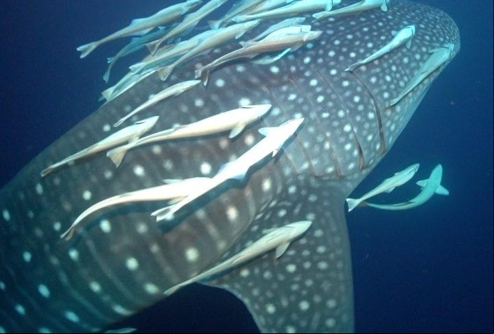 Os tubarões-baleia são conhecidos por realizar longas migrações em busca de comida, seguindo os ciclos de reprodução de plâncton e cardumes de pequenos peixes.
