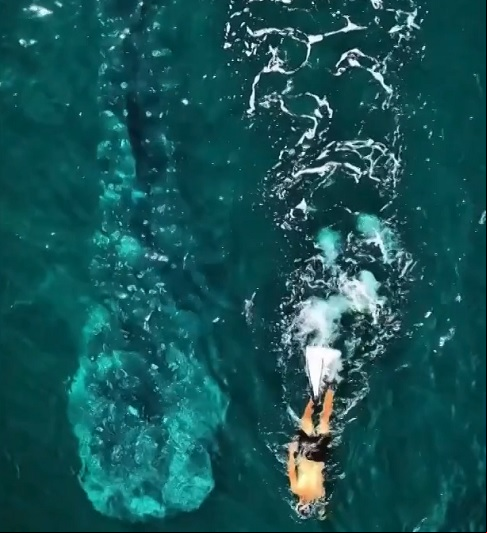 O animal foi visto em dois dias seguidos — terça (3/3) e quarta (4/3) — e registrado em imagens feitas por Marcos Cará, do projeto Maremar, e Thiago Veras, do projeto Baleia à Vista.