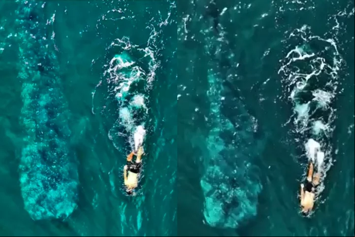 Um vídeo impressionante que mostra um tubarão-baleia gigante nadando ao lado de um homem no sul de Ilhabela, no Litoral Norte de São Paulo, viralizou nas redes sociais.