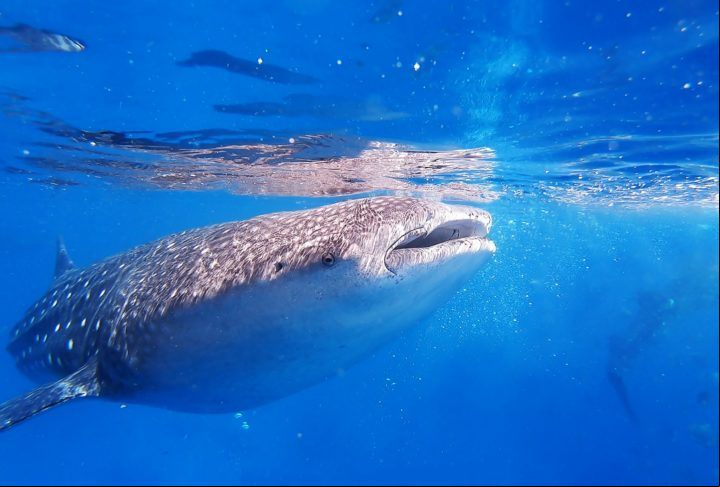 Apesar de seu tamanho impressionante, o tubarão-baleia é um animal inofensivo para os humanos, e se alimenta principalmente de plâncton, pequenos peixes e crustáceos.