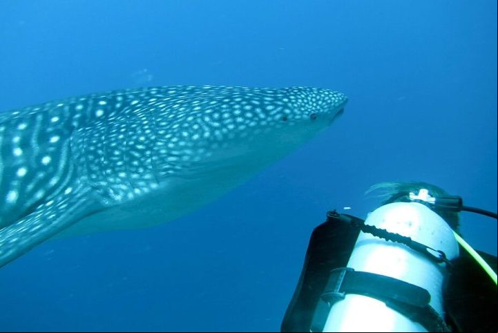 Suas principais ameaças incluem a pesca incidental, colisões com embarcações, degradação de habitats e mudanças climáticas. Em algumas regiões, ele é caçado por sua carne, barbatanas e óleo de fígado.