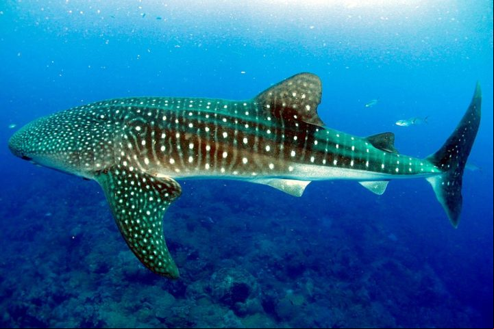 Eles costumam ser mais encontrados em locais como o Golfo do México, Filipinas, Indonésia, Austrália e Ilhas Galápagos.