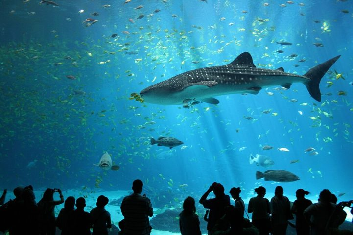 Esforços de conservação têm sido implementados para proteger o tubarão-baleia, incluindo a criação de áreas marinhas protegidas, regulamentações de pesca e programas de ecoturismo sustentável.