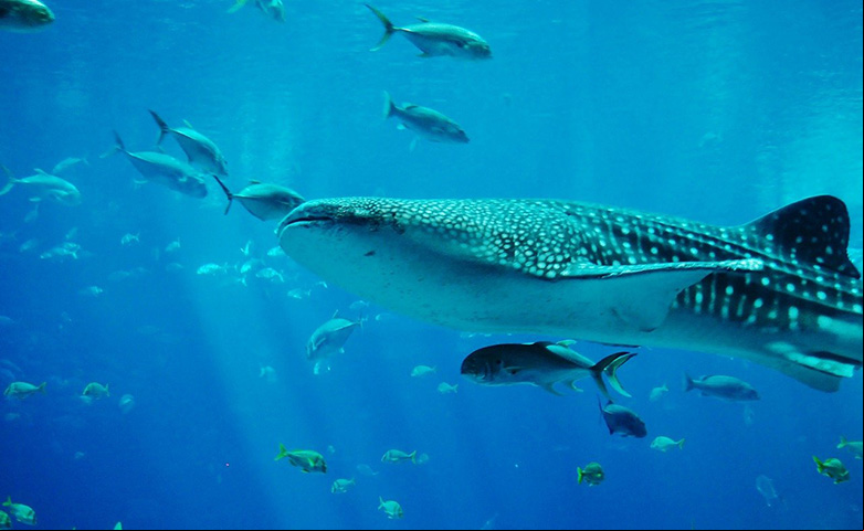 O tubarão-baleia (Rhincodon typus) é considerado o maior peixe do mundo, podendo atingir quase 20 metros de comprimento.