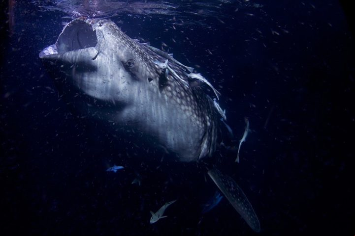 Sua barriga é branca, e sua pele, que pode ter até 15 centímetros de espessura, é coberta por pequenos dentículos dérmicos que reduzem o atrito na água.