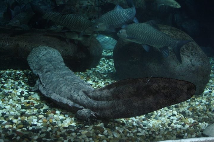 Além de sapos, outros anfíbios são rãs, pererecas, salamandras (foto), tritões e cobras-cegas.
