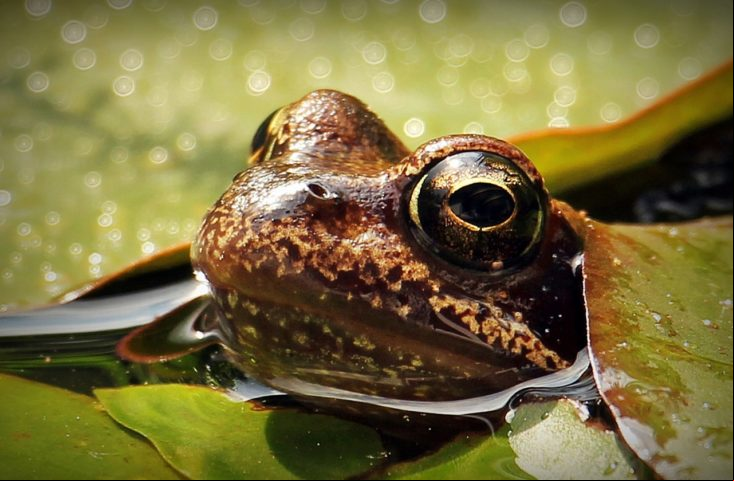 Eles são animais ectotérmicos, ou seja, bichos de sangue frio. Sua temperatura corporal muda de acordo com a temperatura do ambiente em que eles estão.