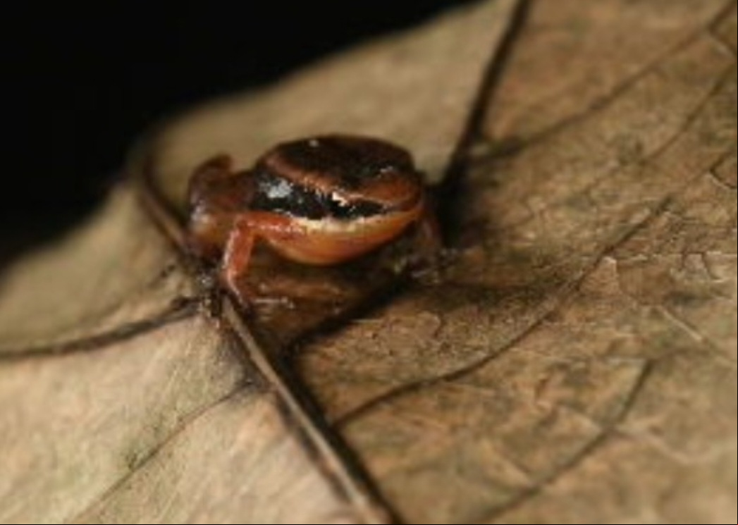 Segundo o Centro Nacional de Pesquisa e Conservação de Répteis e Anfíbios, cerca de 190 espécies encontradas no Brasil estão sob ameaça de extinção.