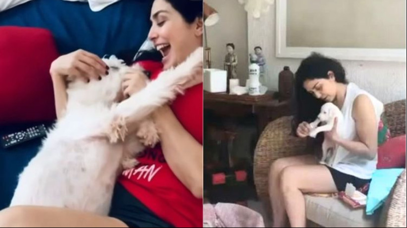 Abrigo que doou cães de Letícia Sabatella sem permissão se pronuncia