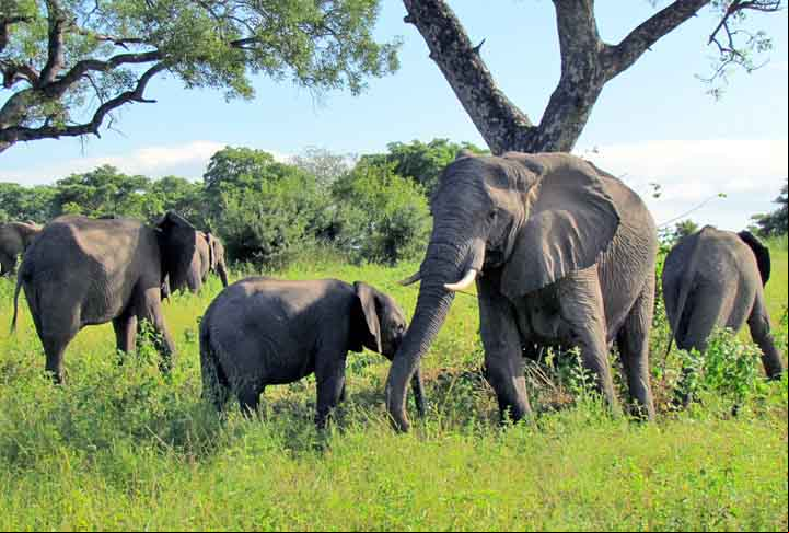 Os parques nacionais africanos, nas regiões da savana africana são importantes pelo turismo com safári de observação e fotográfico, ao contrário de antigamente onde havia a caçada de animais selvagens.