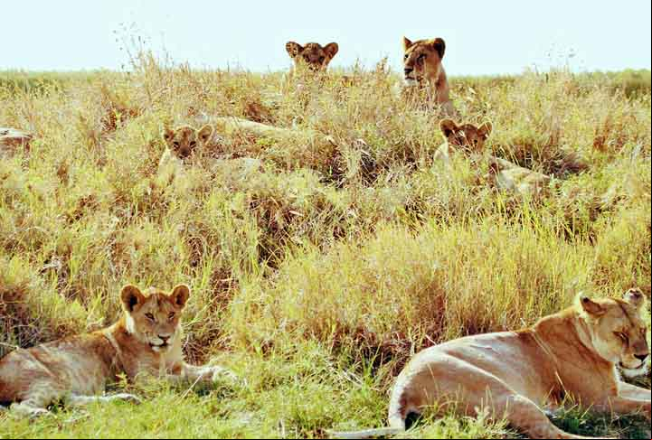 4º - Serengeti Natinal Park ( Tanzânia ) - 7.37 - É um parque nacional de grandes dimensões (cerca de 40000km²) no norte da Tanzânia e sudoeste do Quênia, na África Oriental. Famoso pelas migrações anuais de gnus, zebras e gazelas que acontecem de maio a junho. É patrimônio mundial da UNESCO desde 1981.