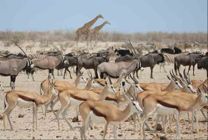 Ocupa uma área de 22 270 km² e recebe o nome do grande salar de Etosha que está quase totalmente dentro do parque. O salar de Etosha, de 4 760 km2, ocupa 23% da área total do Parque Nacional Etosha. O parque é o lar de centenas de espécies de mamíferos, aves e répteis, incluindo várias espécies ameaçadas de extinção como o rinoceronte-negro.