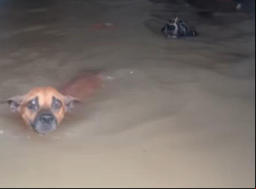 Seis cachorros do abrigo morreram durante a inundação 
 