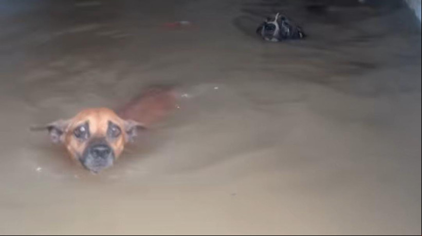 Seis cachorros do abrigo morreram durante a inundação