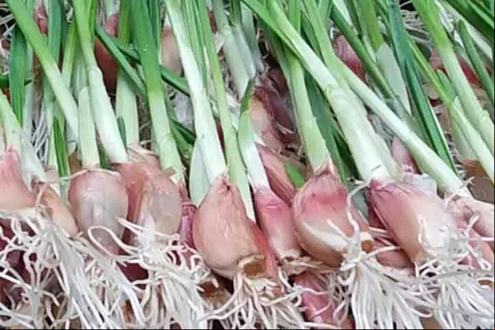 Com um dos sabores e cheiros mais comuns e típicos da culinária brasileira, o alho se tornou um dos mestres dos temperos e faz parte da cultura nacional. Além de ser cultuado na cozinha, este alimento também pode ser usado em medicamentos caseiros e traz benefícios importantes para a saúde.