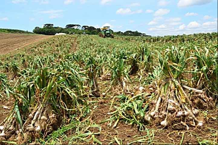 Ele consta na lista de alimentos funcionais do Ministério da Saúde, por ser rico em sulfetos alílicos, que fortalecem o sistema imunológico e contribuem para reduzir o risco de câncer de cólon.