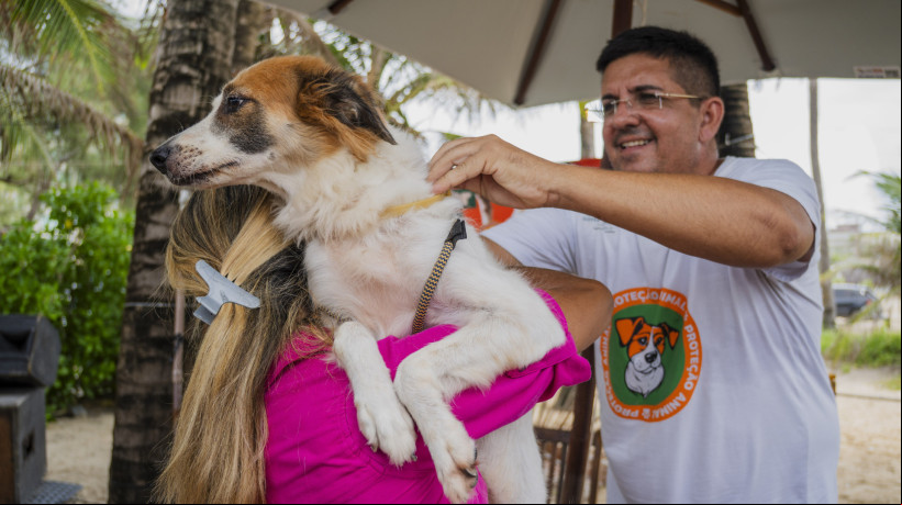 CÃES e gatos estão disponíveis para adoção neste domingo, 13