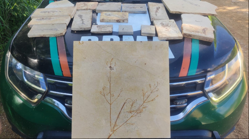 Fósseis preservados em pedra Cariri, totalizando 18 itens, foram apreendidos pelo Batalhão de Polícia do Meio Ambiente (BPMA) em Nova Olinda e Santana do Cariri
