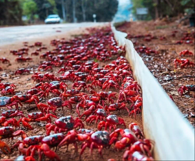 Um fenômeno bem curioso costuma ocorrer nos últimos meses do ano numa ilha da Austrália. O lugar é invadido por caranguejos-vermelhos gigantes devido à falta de chuva e ao clima desequilibrado. 