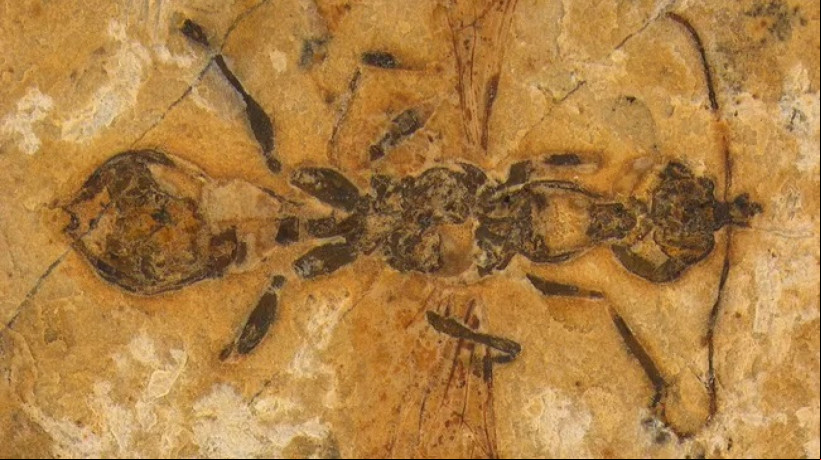 ï¿¼FÃSSIL com 113 milhÃµes de anos Ã© encontrado no Crato 