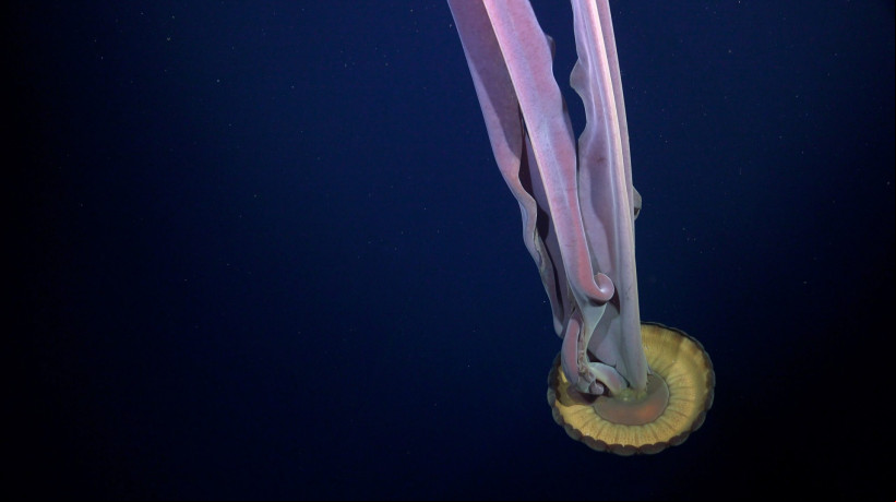 A misteriosa medusa fantasma gigante surge em regiÃ£o isolada da AntÃ¡rtida depois que um iceberg se desfez 