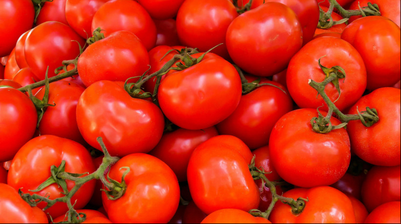 Consumo corriqueiro de licopeno, por meio do tomate e de seus derivados, está relacionado com a diminuição do risco de câncer, aponta estudo