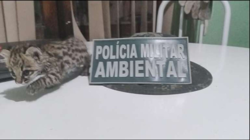 Gato-maracajá é resgatado em residência no município do Crato.