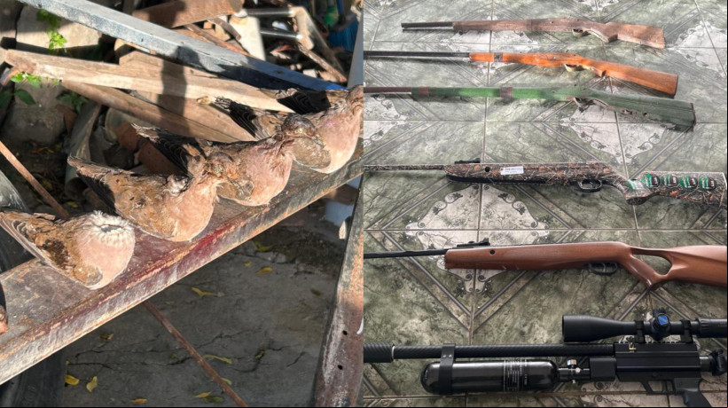 Na operação, foram encontrados animais que eram utilizados para atrair presas, armas e apetrechos de caça