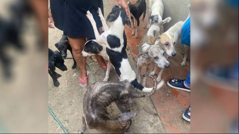Cachorros foram encontrados em uma casa abandonada