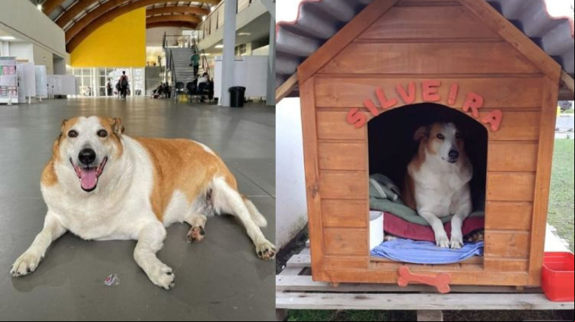 O cÃ£o Silveira, que vive na UFSM, faz sucesso nas redes sociais 