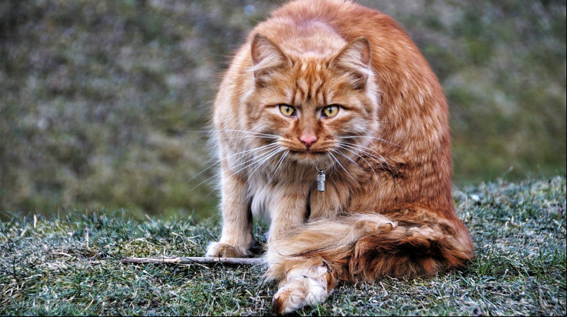 Gato de piercing: Senado aprova proibição da prática