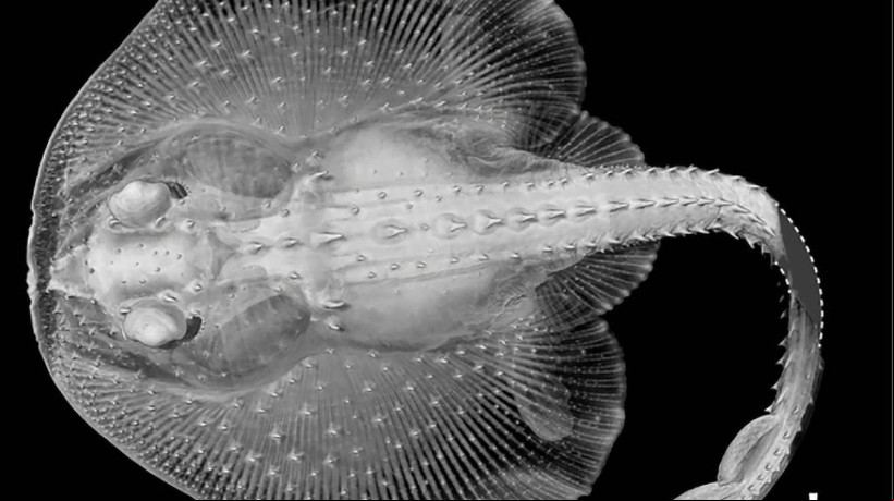 Em vez de mastigar, dentes podem ter surgido como sensores em tubarÃµes e arraias no Cambriano, revela estudo na revista Nature 
