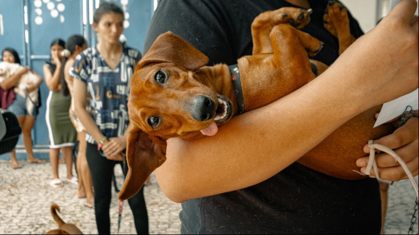 Pet Ceará Móvel no bairro Planalto Ayrton Senna
