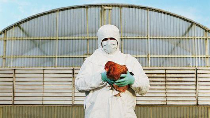 Por ora, o risco maior de infecção recai sobre as pessoas que têm contato direto com aves, como trabalhadores de granjas e profissionais de vigilância sanitária 