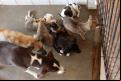 (imagem ilustrativa) Cachorros surgiram mortos após ameaça do homem