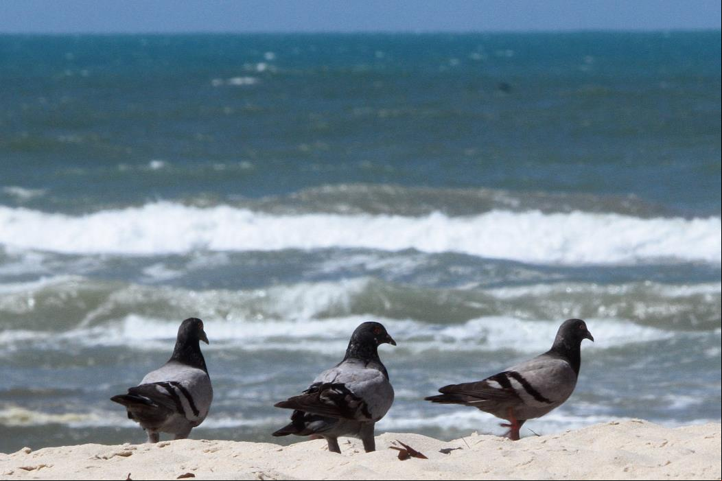 Lá, eram conhecidos como pombo-das-rochas por ficarem nos paredões de pedra à beira-mar