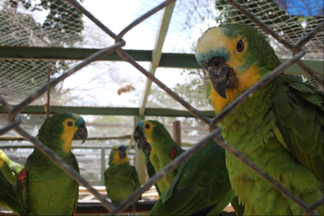 Os papagaios são algumas das aves domesticadas que tem uma menor proteção jurídica.