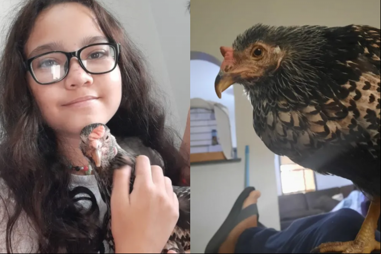 A galinha vive com a família há dois anos
