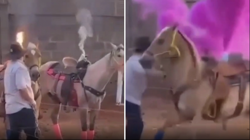 Casal é investigado por maus-tratos a animais após usar cavalos em chá revelação