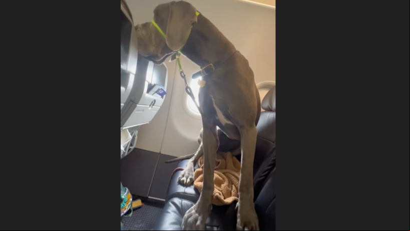 Devido ao seu tamanho, o cachorro ocupou três assentos do avião
