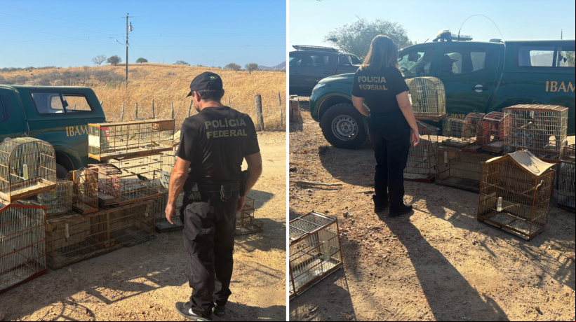 Operação policial cumpre 5 mandados de busca e apreensão em Icó para combater tráfico e comércio ilegal de aves silvestres