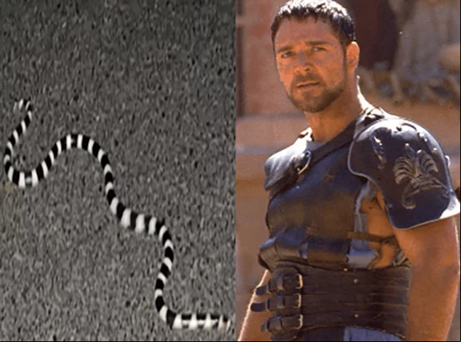 No fim de 2022, o ator Russell Crowe postou uma mensagem dizendo que vacilou ao sair descalço de casa, pois ele acabou se deparando com uma bandy-bandy no pátio. Mas, felizmente, ele conseguiu escapar.